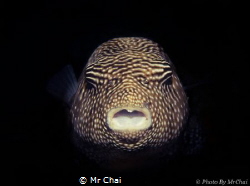 Hiding from the dark~
Guineafowl Puffer Fish (Arothron m... by Mr Chai 